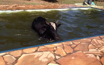 Animal foi laçado e retirado da piscina alt