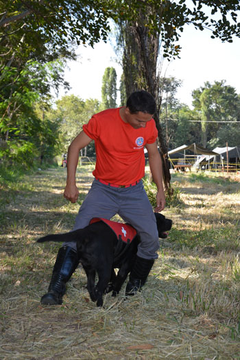 Cães são treinados para encontrar pessoas perdidas em mata e outras ocorrências alt