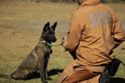 Canil do 9º BBM recebe mais dois cães para reforço em Bresc