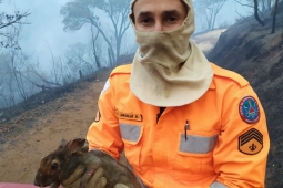 CBMMG atua para minimizar os danos causados ao meio ambiente pelos incêndios florestais