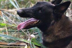Cães do 5º COB recebem certificação no Conabresc/Ligabom