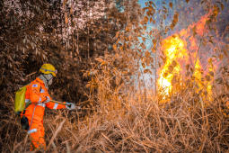 Em ano recorde de atendimentos, balanço dos bombeiros revela redução de mais de 20% em área queimada nas Unidades de Conservação