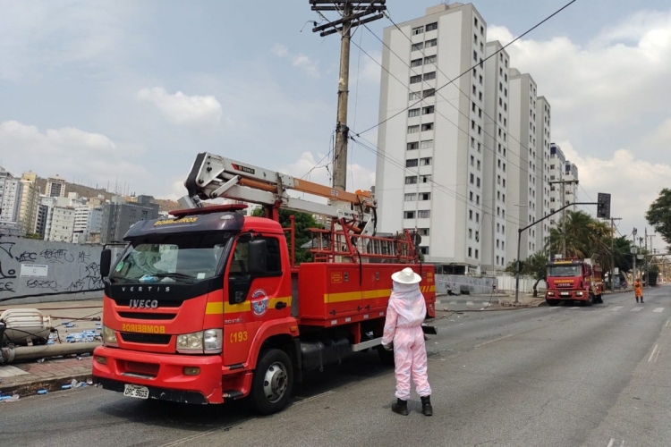 Estiagem intensifica migração de enxames: Bombeiros registram aumento de 40% nas chamadas envolvendo abelhas em todo Estado